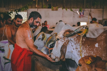 JIVA Gosala