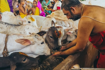 JIVA Gosala