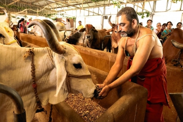 JIVA Gosala