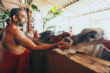 JIVA Gosala