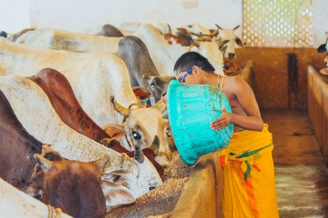 JIVA Gosala