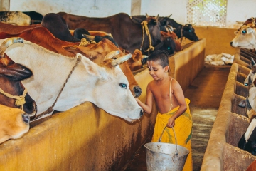 JIVA Gosala