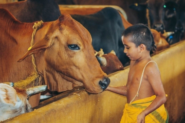JIVA Gosala