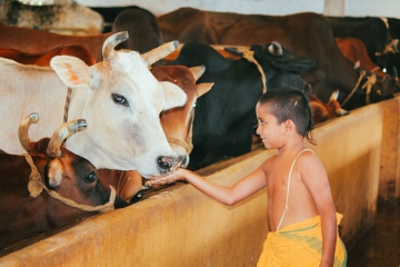 JIVA-Gosala-14