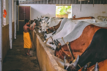 JIVA Gosala