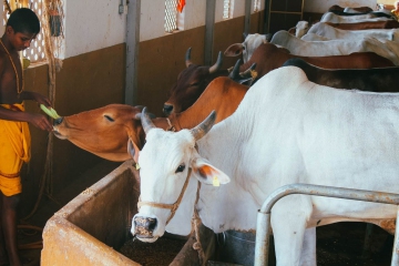 JIVA Gosala